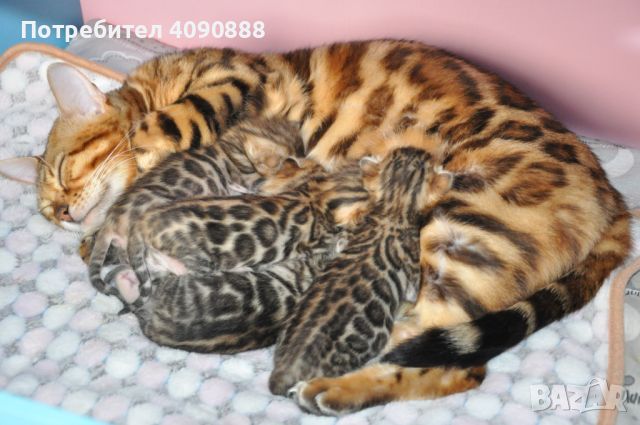 Бенгалски котета, снимка 17 - Други - 45635623
