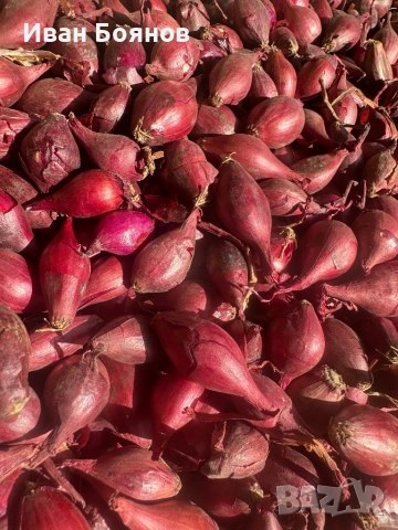 Арпаджик сорт Ред Кармен(14-17), снимка 2 - Сортови семена и луковици - 53992080