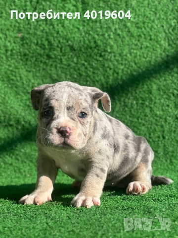 Американско були покет мерле, снимка 7 - Други - 52792170