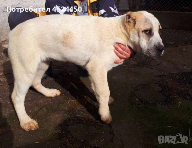 Продавам чистокръвно женско алабайче , снимка 2 - Алабай - 53420708