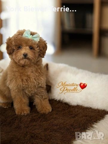 Пудел миниатюра, страхотна момиче за деца и възрастни