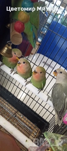 Папагали ръчно хранени неразделки, снимка 5 - Папагали - 51135664