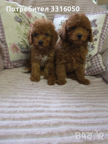 Мини пудел, снимка 3 - Пудели - 54196070