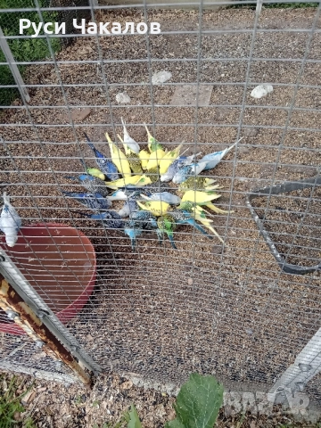 продавам Вълнисти папагали 25 ли бр и Корели 50 ли бр с.Бедеще обл стара загора , снимка 2 - Папагали - 52373701