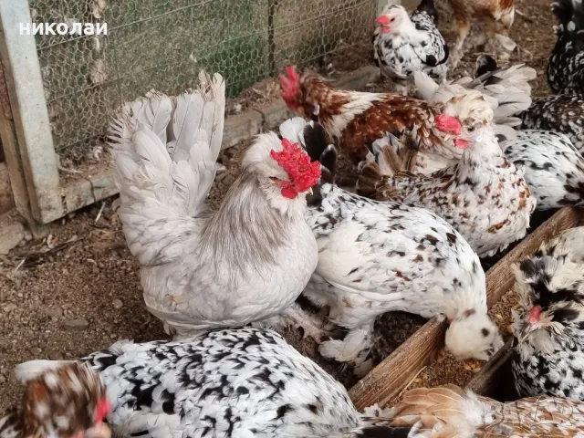 продавам яйца от бреговска джинка, снимка 8 - други­ - 49700485