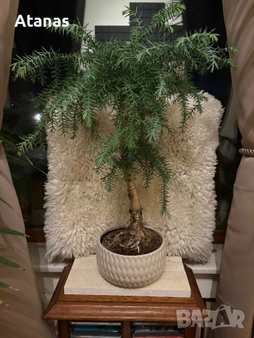 Бонзай Araucaria cunninghamii, снимка 3 - Стайни растения - 54176491