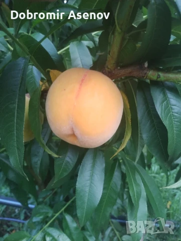 прекрасни праскови за компот и сладка налични и десертни, снимка 1