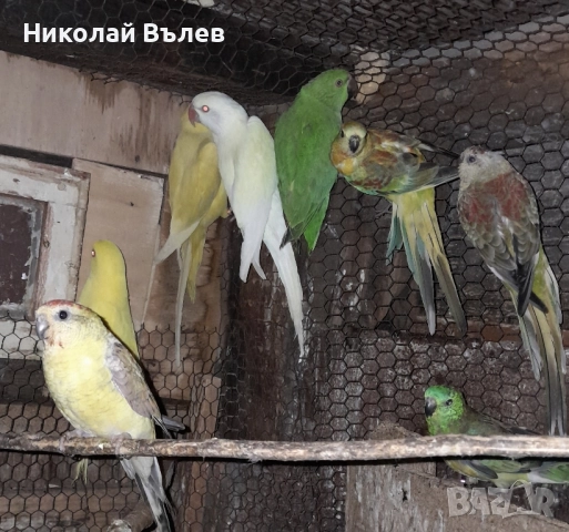 Малки александри , снимка 11 - Папагали - 51923458