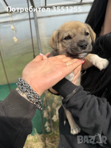 Подаряват се , снимка 5 - Други - 54173017