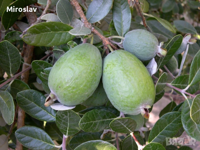 Ананасова гуава (Фейхоа), снимка 2 - Градински цветя и растения - 53913023