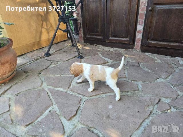 Кученца Бретон шпаньол, снимка 5 - Бретон шпаньол - 46426612