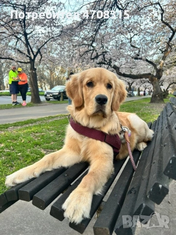 Голдън ретривър момче родословен баща, снимка 10 - Голдън ретривър - 54211164