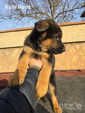 Немски Овчарки !Свободни 2 мъжки и 2 женски, снимка 10 - Немска овчарка - 52650450