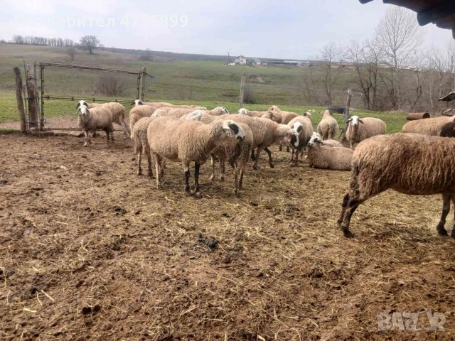 Продавам бременни овце , снимка 10 - Овце - 53721374