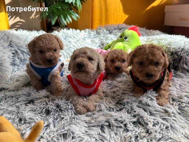 Пудел тойчета , снимка 6 - Пудели - 53762728