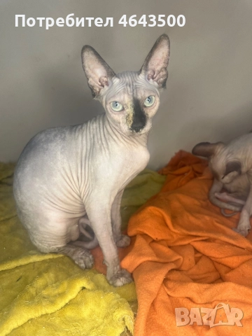 Канадски сфинкс женски на 5 месеца, снимка 11 - Сфинксове - 52383325