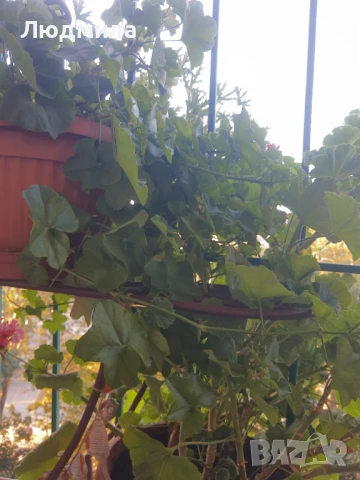 Мушкато,големи,отгледани ОСТАНАЛИ 9бр.ДОГОВАРЯНЕ., снимка 6 - Стайни растения - 51304792