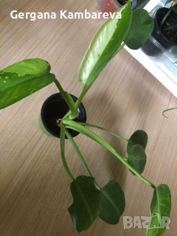 Philodendron Jose Buono , снимка 3 - Стайни растения - 45916598