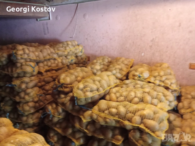 Картофи от производител 