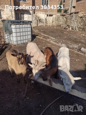 кози за клане може и за домъзлък, снимка 3 - Кози - 52516395