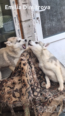 продавам Сибирски Хъскита и Аляски маламут на 3 месеца 