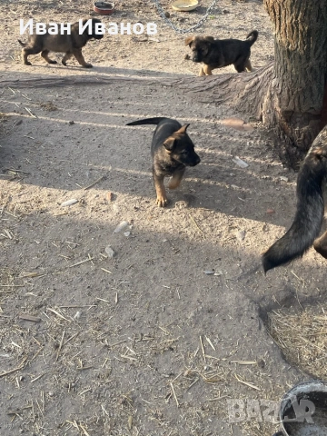 Немска Овчарка Сивак, снимка 7 - Немска овчарка - 54196161