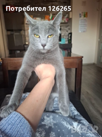 Подарявам малка сива котка
