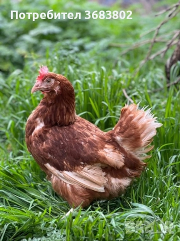 Кокошки ломан браун, снимка 3 - Кокошки и пуйки - 51591645