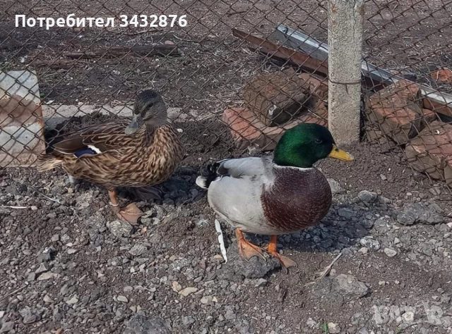 Патици Каки Кембъл и Зеленоглави, снимка 2 - Патици и гъски - 51979716