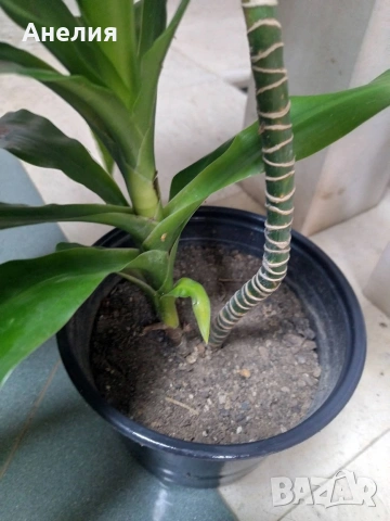 Драцена с големи лъскави листя, снимка 3 - Стайни растения - 53215103