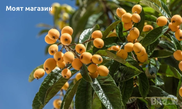 Японска Мушмула, снимка 6 - Градински цветя и растения - 53632490