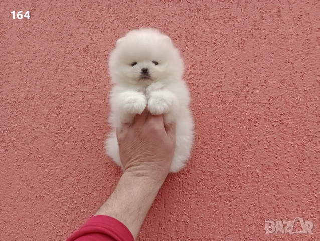 Различни възрасти! Богат избор на мини Померани. Реални снимки !!! , снимка 14 - Померан - 53772615