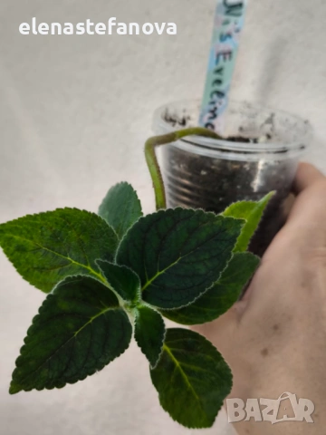 Комплект от 4 сортови колерии: Flashdance, Marta, Amabillis и Ni's Evelina, снимка 7 - Стайни растения - 53780958