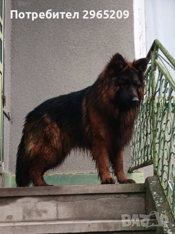 Елитни немски овчарки, снимка 4 - Немска овчарка - 53742345