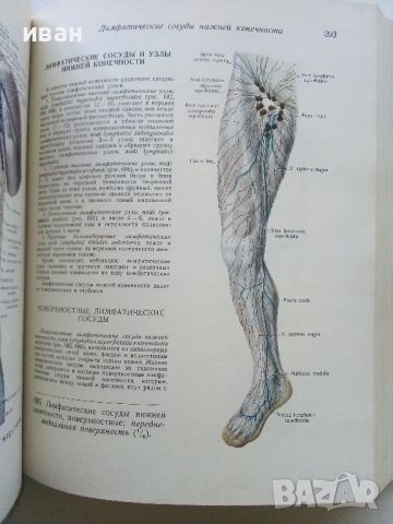 Атлас анатомии человека  том 2 - Р.Д.Синельников - 1956г., снимка 4 - Специализирана литература - 45536071