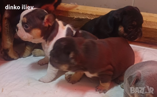 малки булдочета 