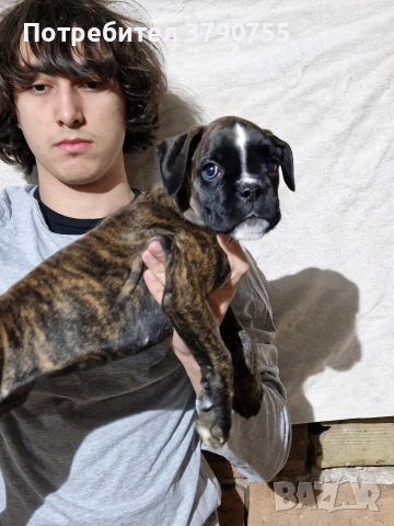 Боксер , снимка 6 - Боксер - 52847032