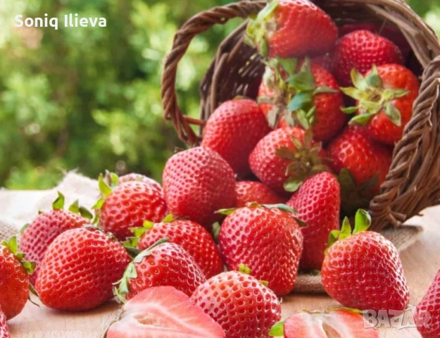 продавам разсад ягоди и малини , снимка 13 - Разсади - 53905722