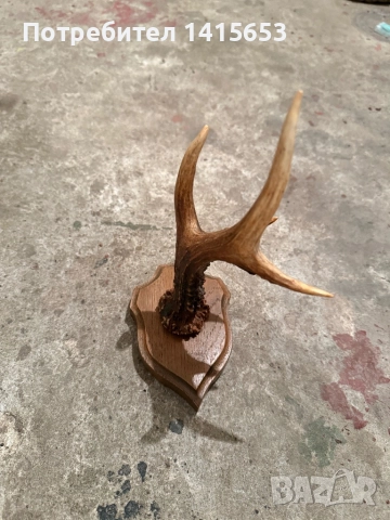Продавам рог от сръндак