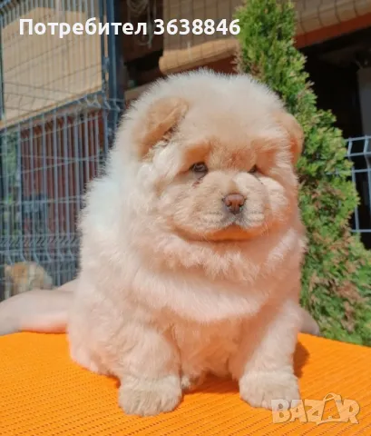 Чау Чау, снимка 1