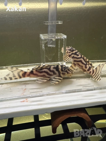 L 401- 2 женски