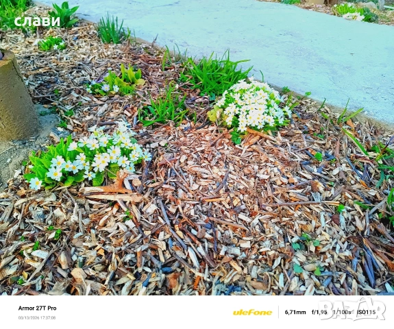 Дървесен чипс / Мулч / Черница , снимка 12 - Оранжерии - 53778872