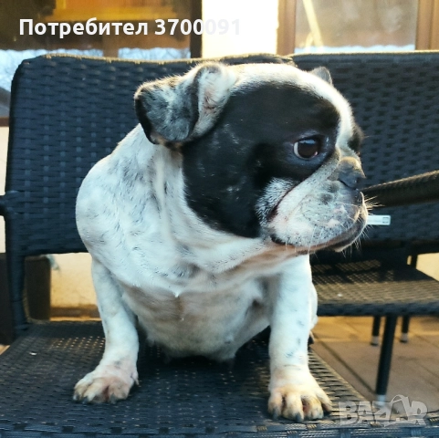 френски булдог , снимка 2 - Френски булдог - 52345972