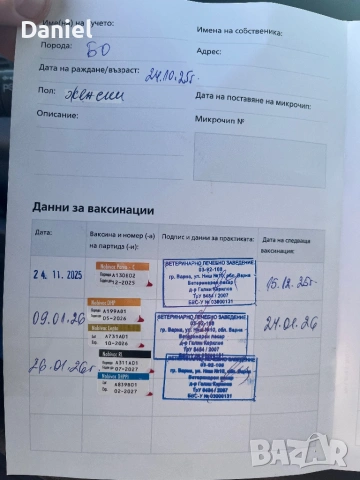 Белгийска овчарка-Малиноа , снимка 7 - Белгийска овчарка - 52623774