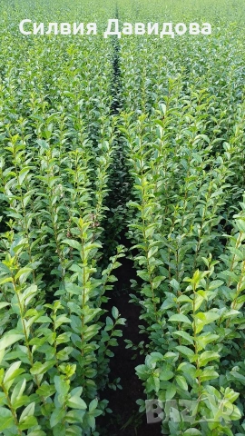 Лигуструм за жив плет , снимка 10 - Градински цветя и растения - 53983947