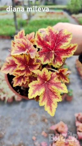 Хойхера Stoplight, студоустойчива, за сянка