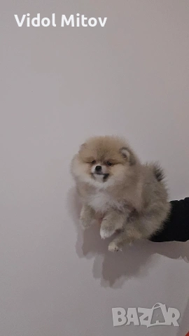 Мини Померан момиче 