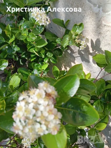 Разсад арония фиданки , снимка 8 - Разсади - 38606144