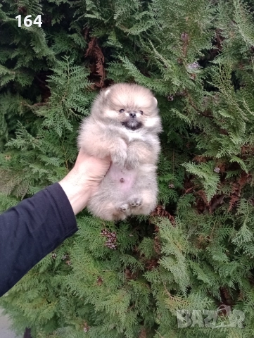 Миниатюрен мъжки Померан. Реални снимки!, снимка 5 - Померан - 52801552