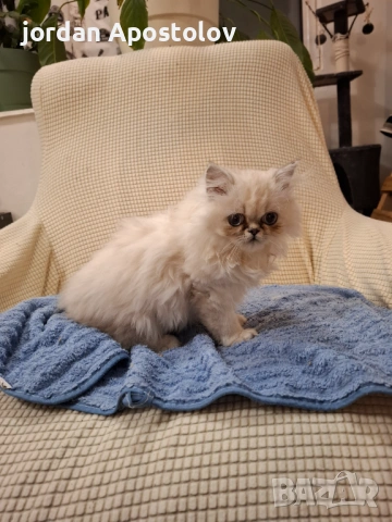 Персийски котенца, снимка 8 - Персийска - 53263117